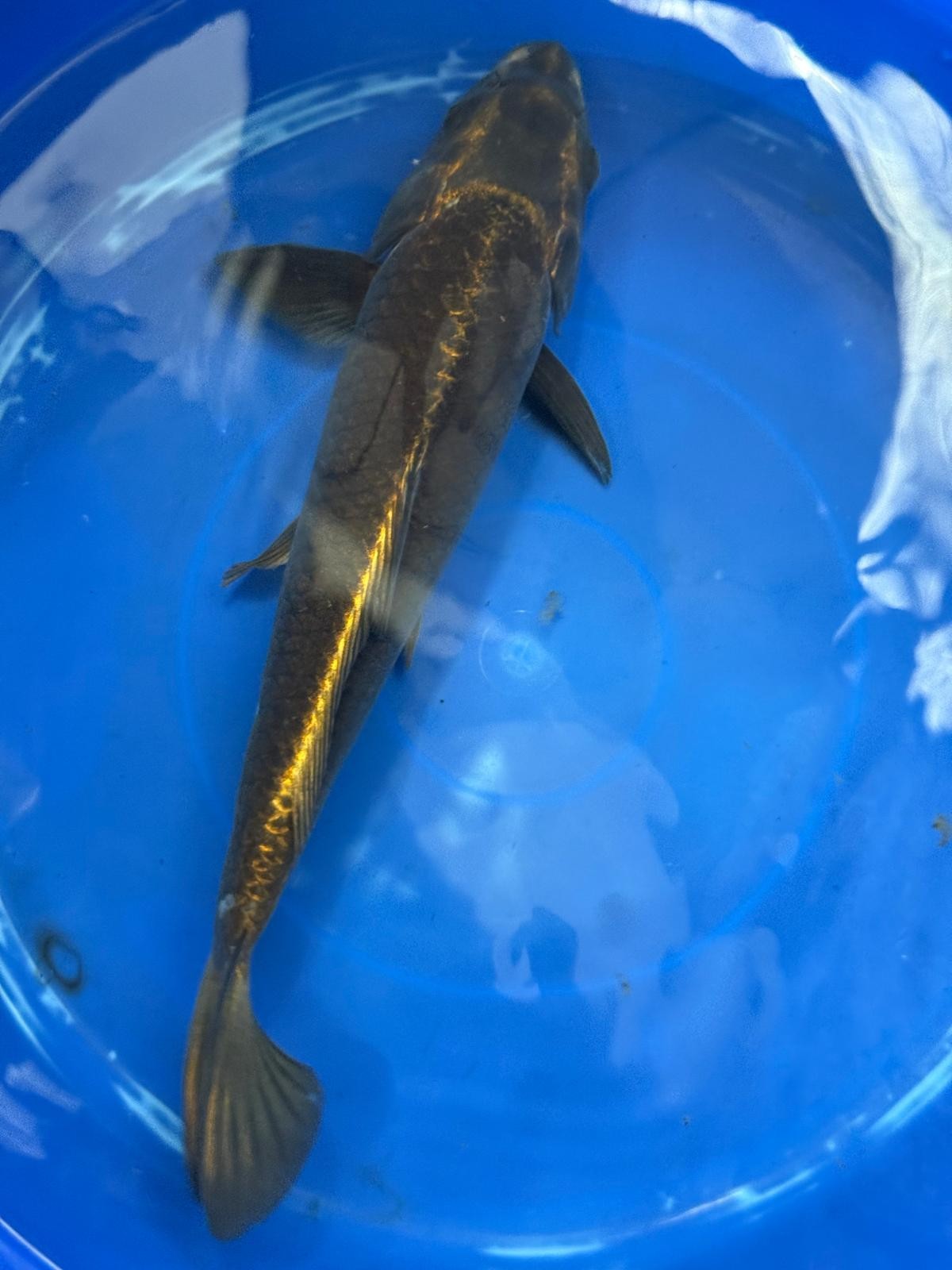 Matsuba Koi 13" D