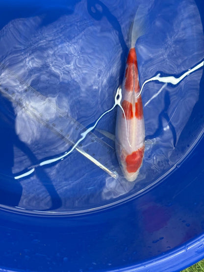 8" Kohaku Japanese Imported HQ(High Quality) T2