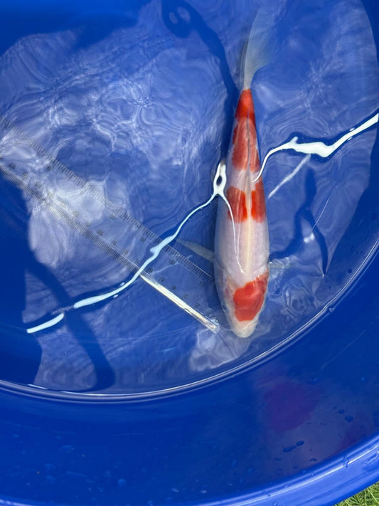 8" Kohaku Japanese Imported HQ(High Quality) T2