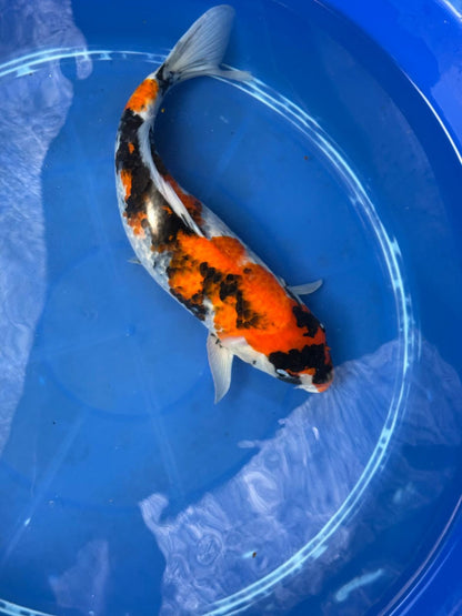 15" Dinichi Showa Japanese Import Koi