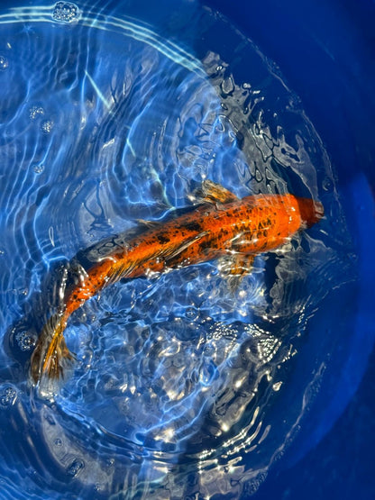 12"  Kin Hi Utsuri Koi