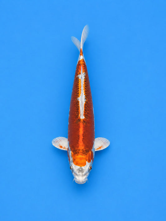 Japanese Doitsu Hariwake 9" Koi