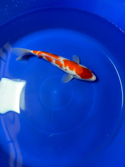 9" Ginrin Kohaku Japanese Imported (Hand Picked)