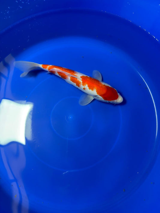 9" Ginrin Kohaku Japanese Imported (Hand Picked)