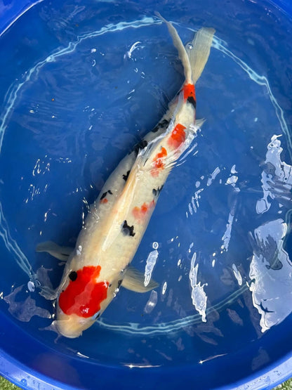 Japanese Koi Taisho Sanke 19 inch