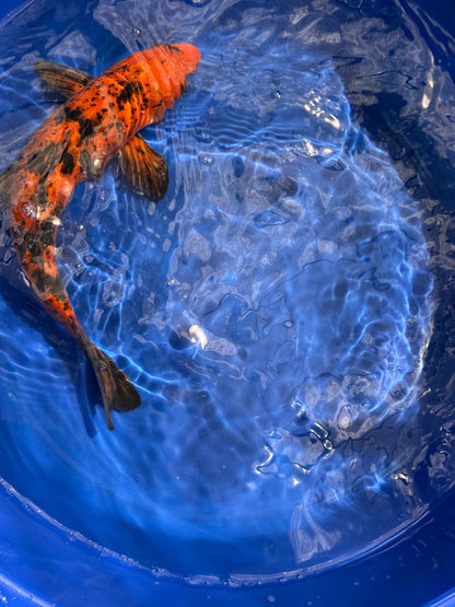 12"  Kin Hi Utsuri Koi