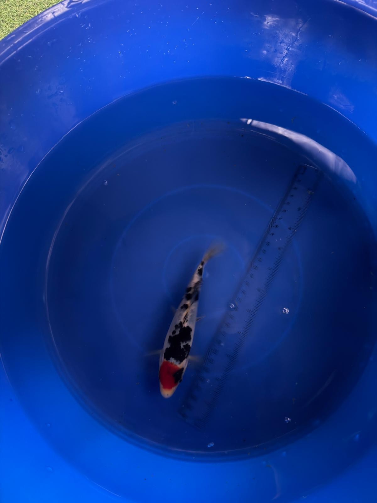 6"  Tancho Sanke Import Koi (Hand Picked) T3