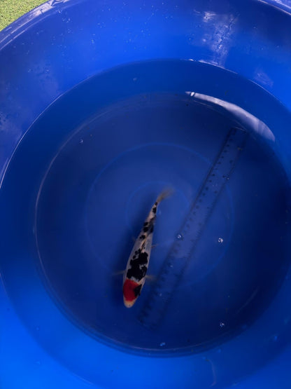6"  Tancho Sanke Import Koi (Hand Picked) T3
