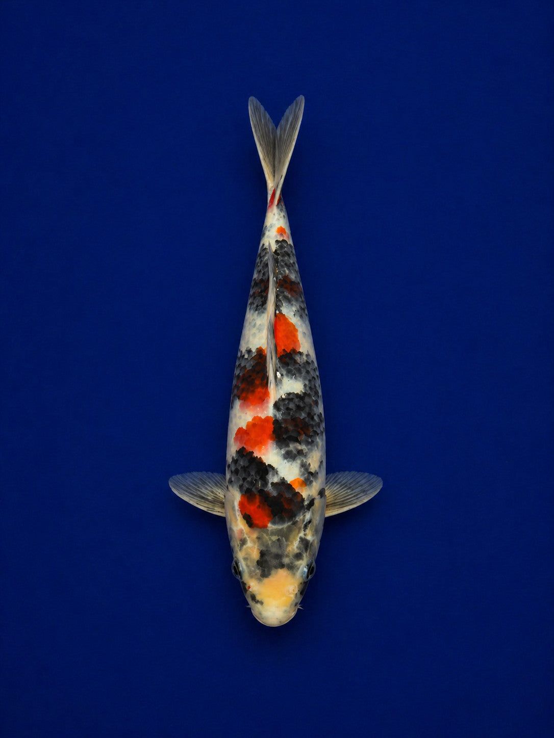 12" Dinichi Showa Japanese Import Koi