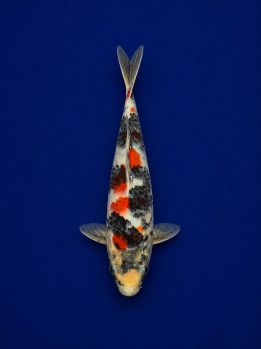 12" Dinichi Showa Japanese Import Koi