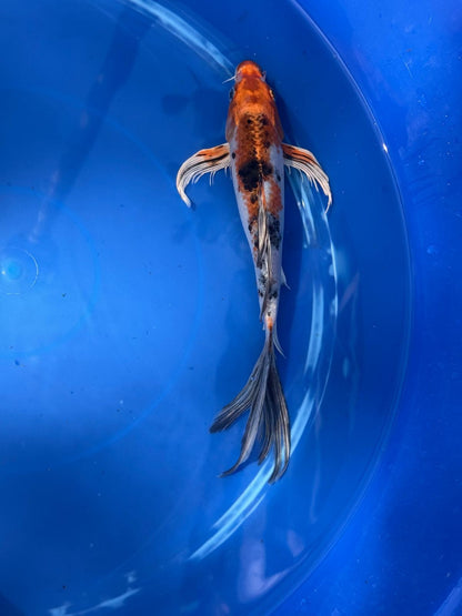 Metallic Showa Butterfly Koi 9.5 Inch