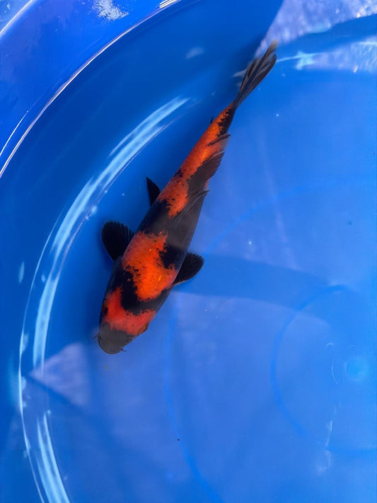 8 " Hi Utsuri Japanese Imported (Hand Picked) T2