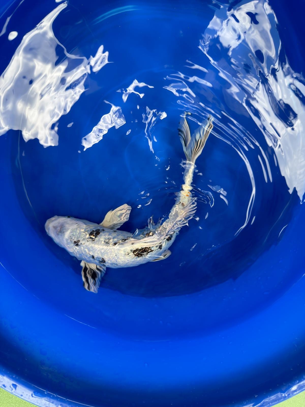 Ginrin Shiro Bekko Koi 12"