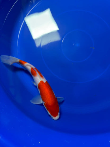 9"  Kohaku Japanese Import Koi (Hand Picked) T1