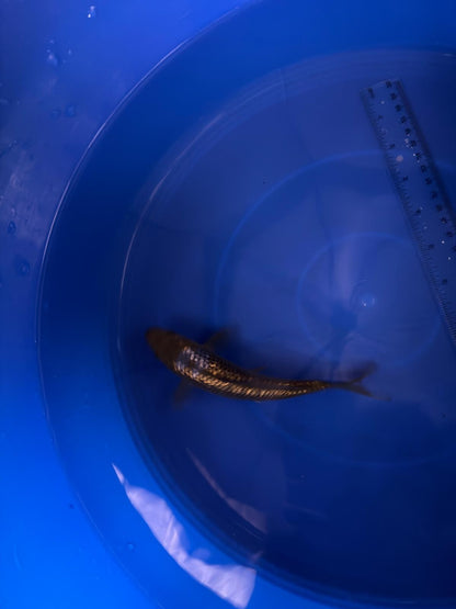 6"  Ginrin Ochiba Japanese Import Koi (Hand Picked) T3