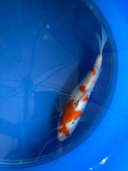 9.5" Sanke Japanese Import Koi