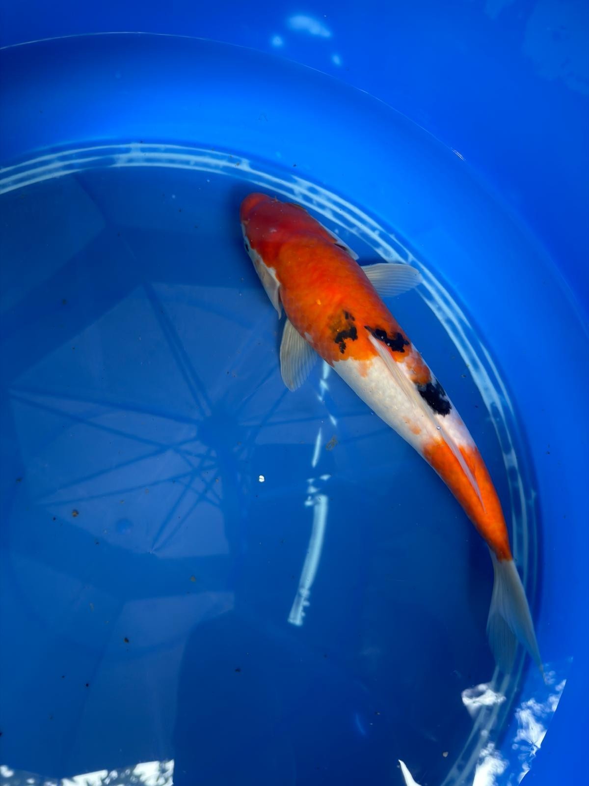 11" Sanke Japanese Import Koi