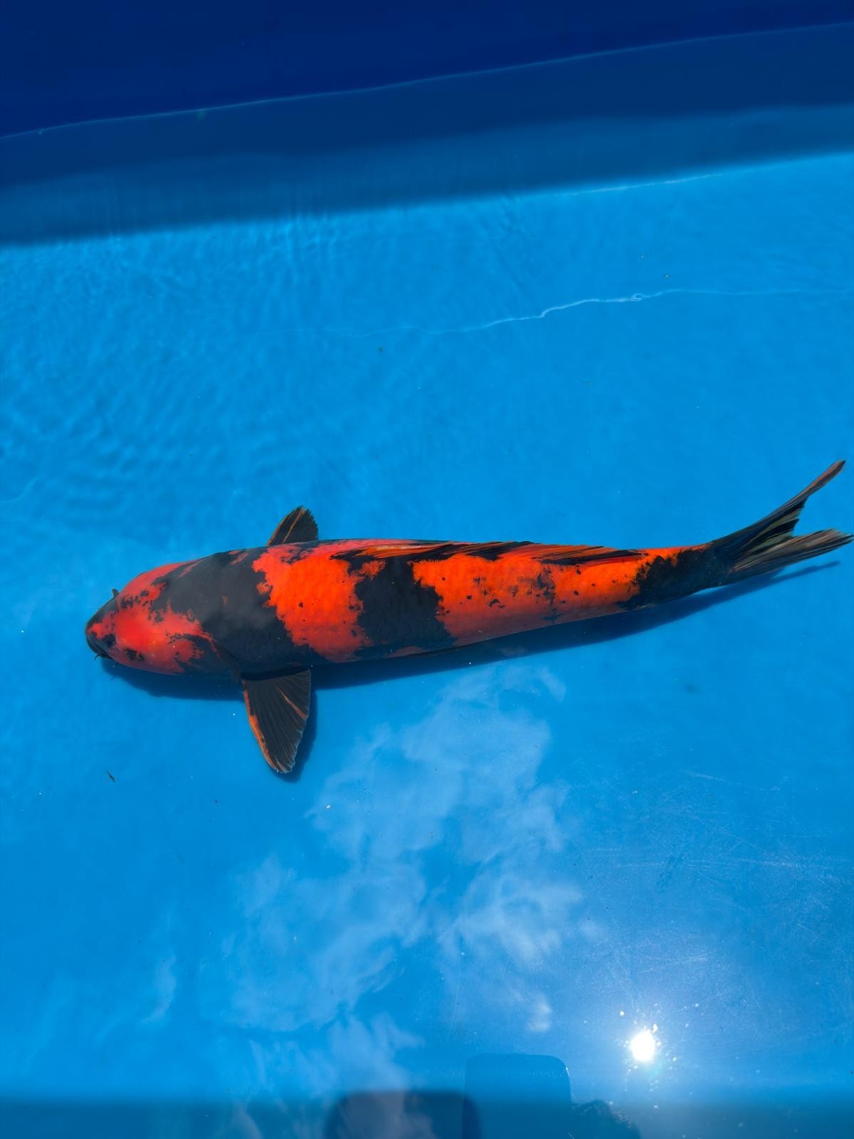 18" Hi Utsuri-Japanese Imported-Breeder Certifcate