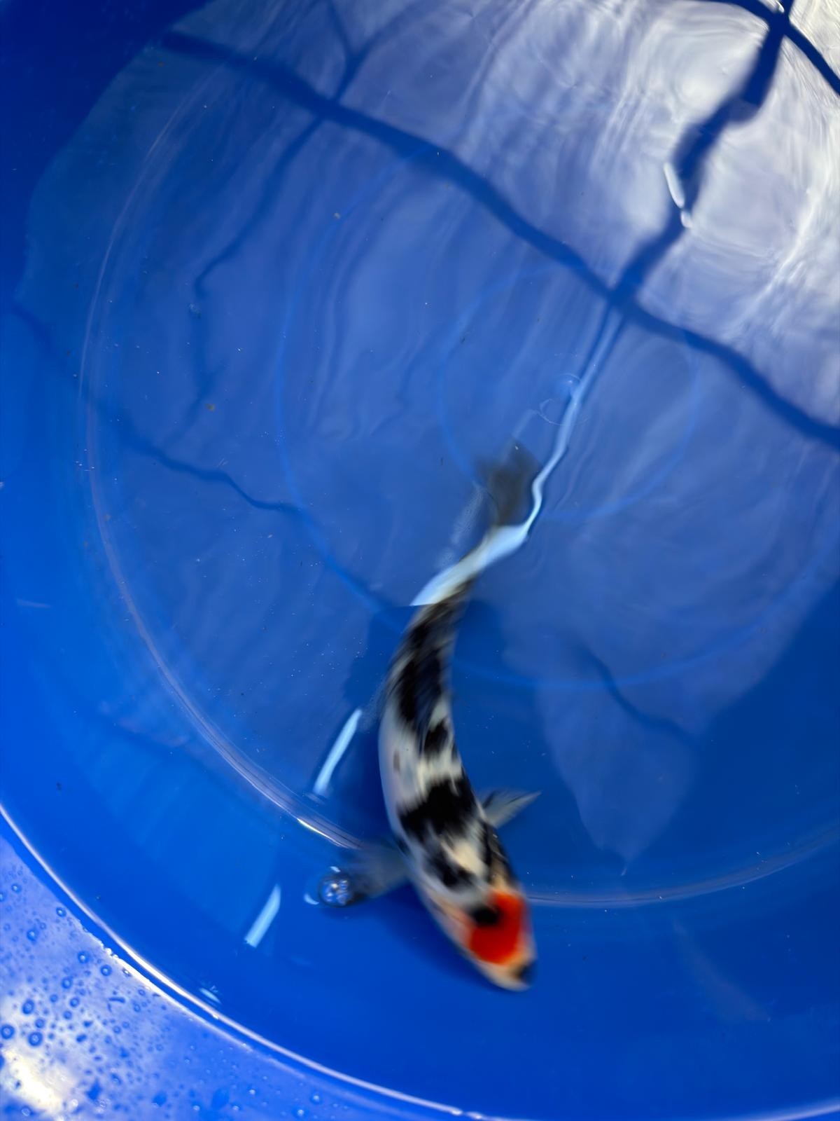 6"  Tancho Sanke Japanese Import Koi (Hand Picked)