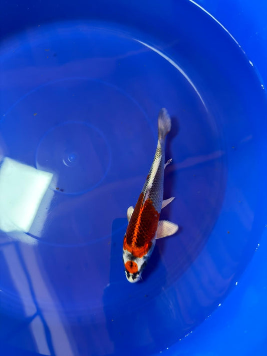 8"  Tancho Kujaku Japanese Import Koi (Hand Picked) T2