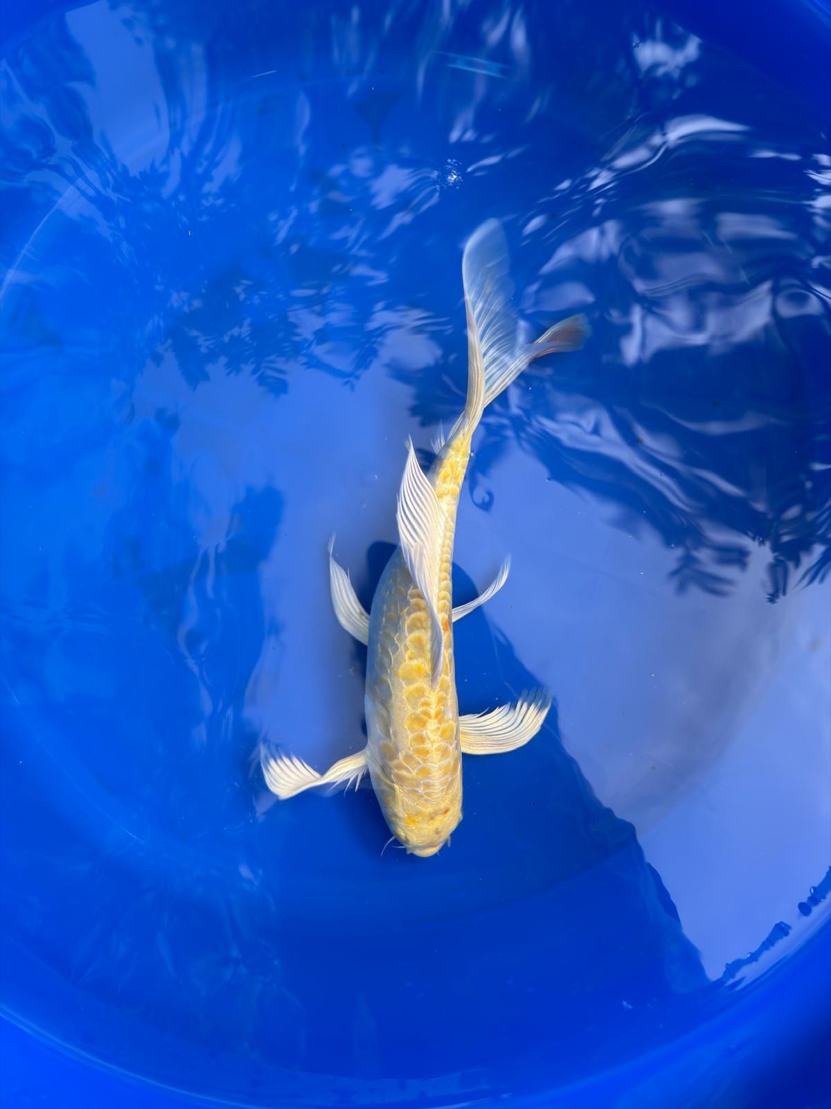 Doitsu Lemon Hariwake Butterfly Koi 12"