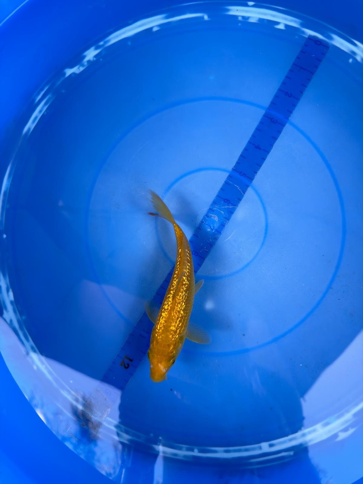 6"  Ginrin Chagoi Japanese Import Koi (Hand Picked)