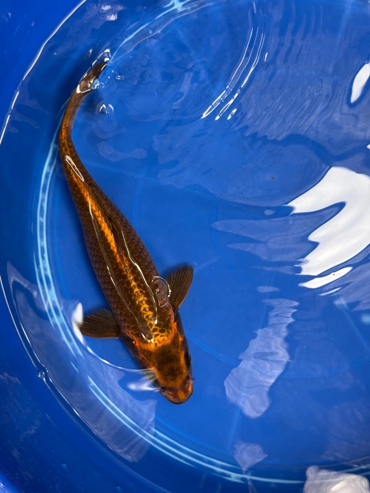 Kin Matsuba Koi 12" TD