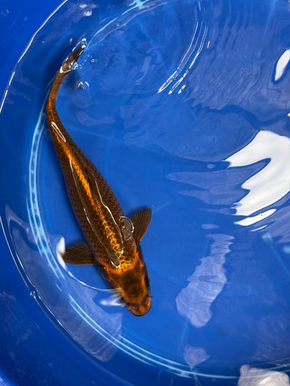 Kin Matsuba Koi 12" TD