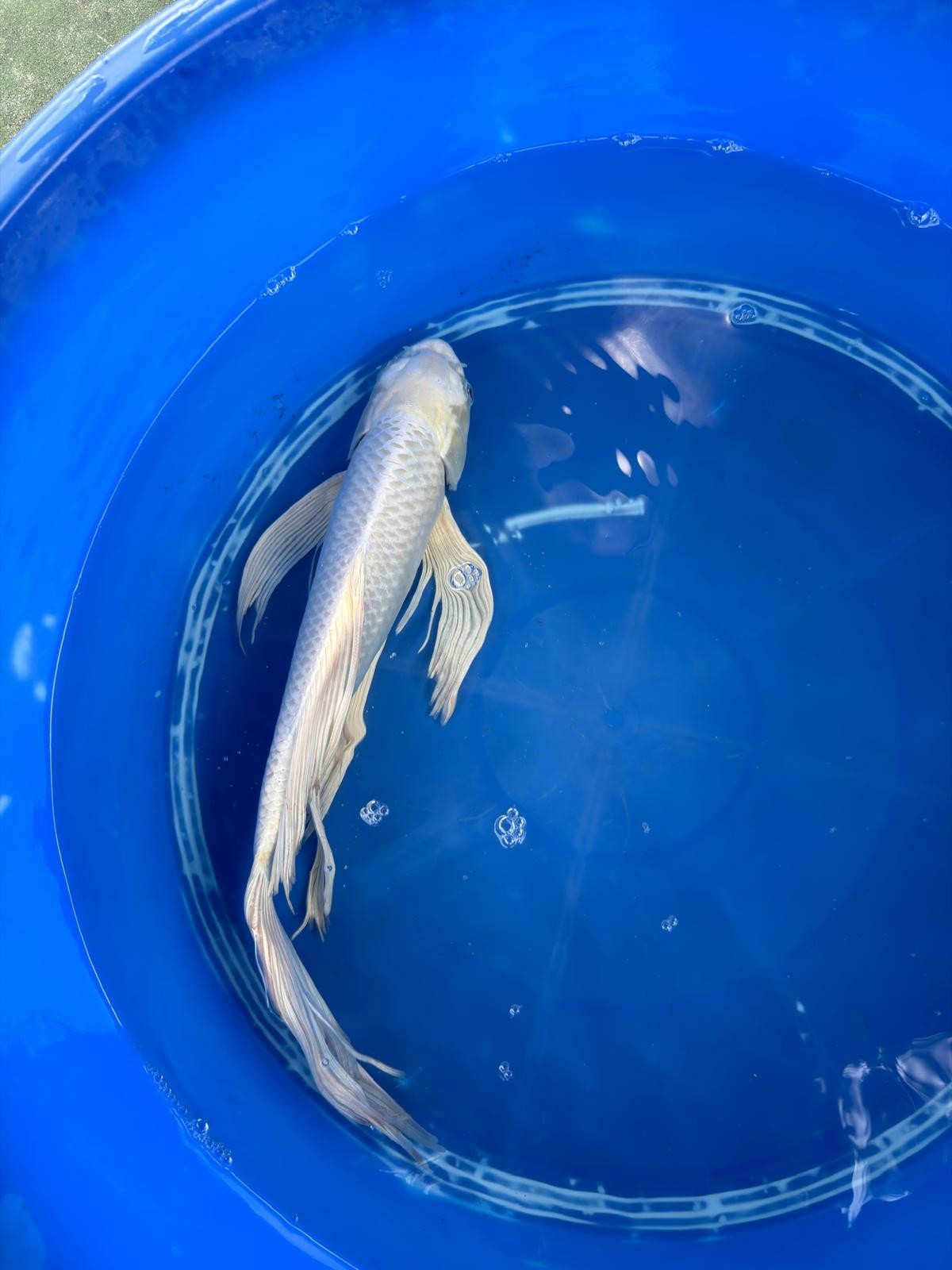 15" Platinum Butterfly Koi