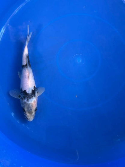Japanese Import Ginrin Shiro Utsuri Koi 8"