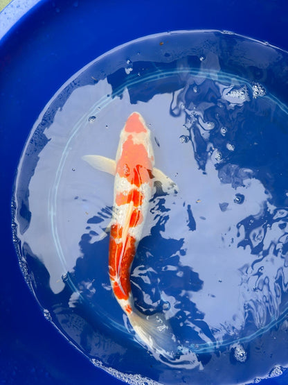 14" Inch "Gin Rin" Kohaku Koi