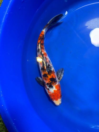 Showa Koi 12" Inches