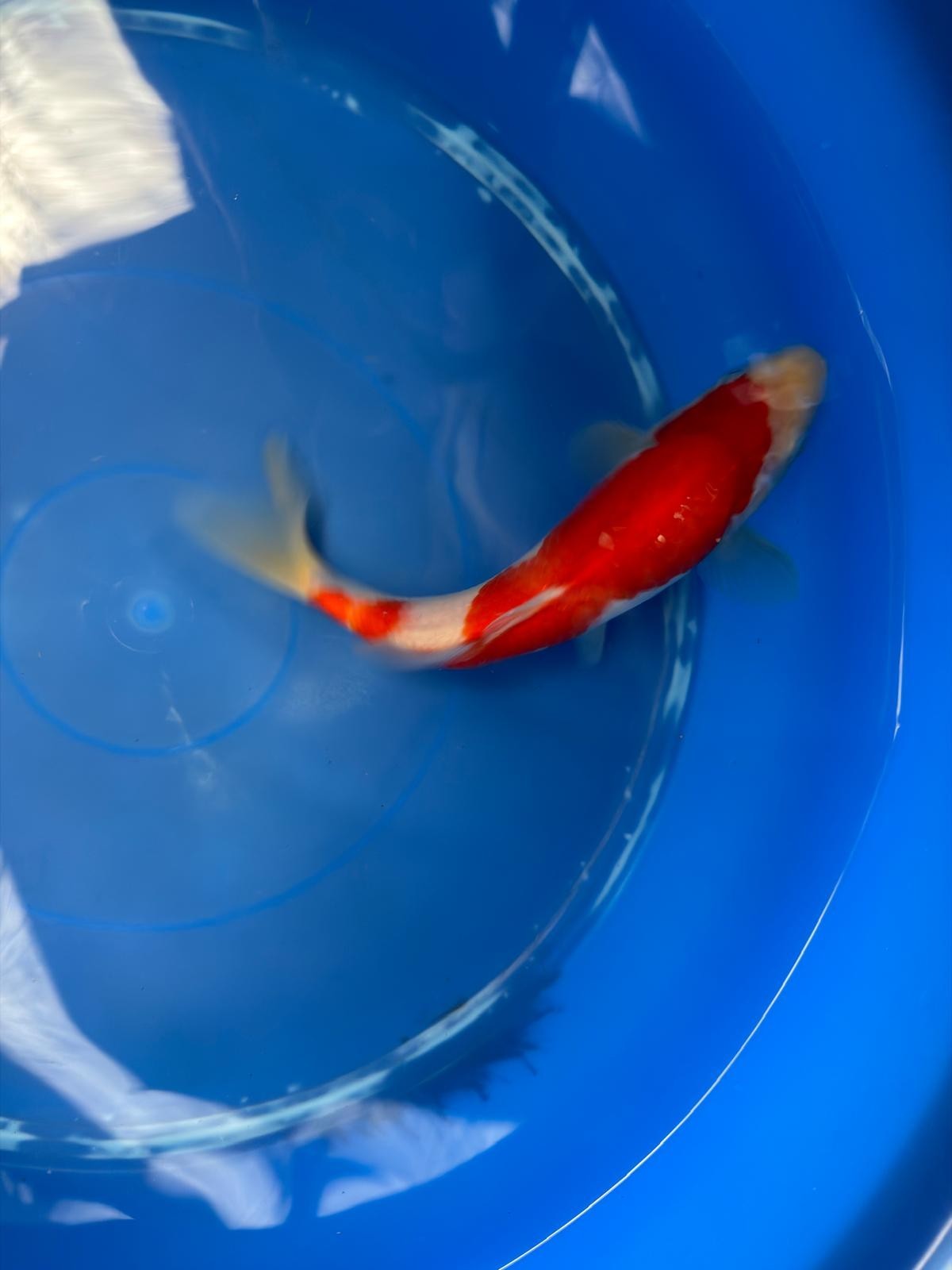 8" Kohaku Japanese Imported (Hand Picked) T2