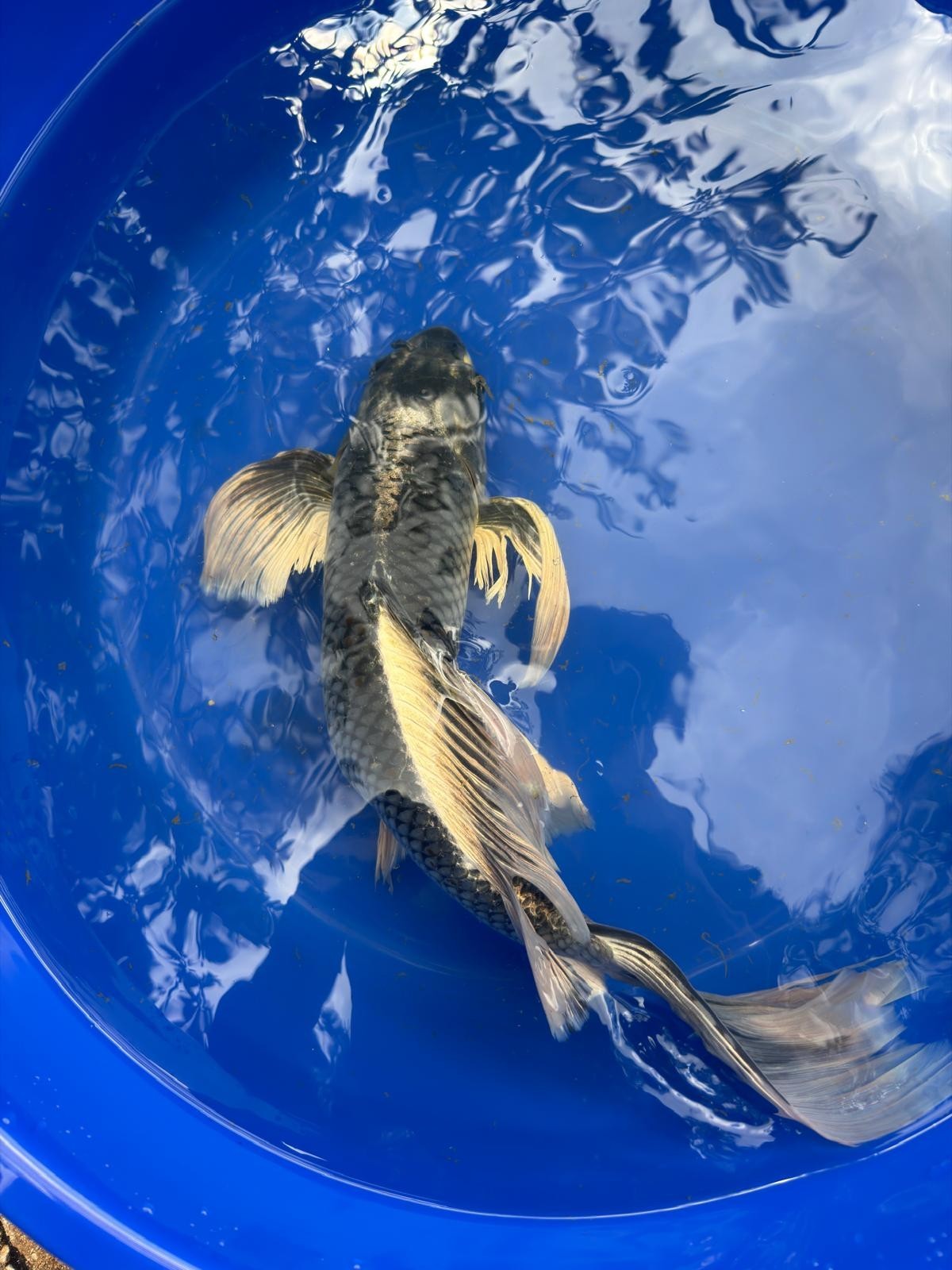 Matsuba Butterfly Koi 19"