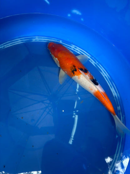 11" Sanke Japanese Import Koi