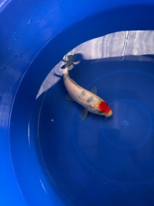 6"  Tancho Sanke Japanese Import Koi (Hand Picked) T3