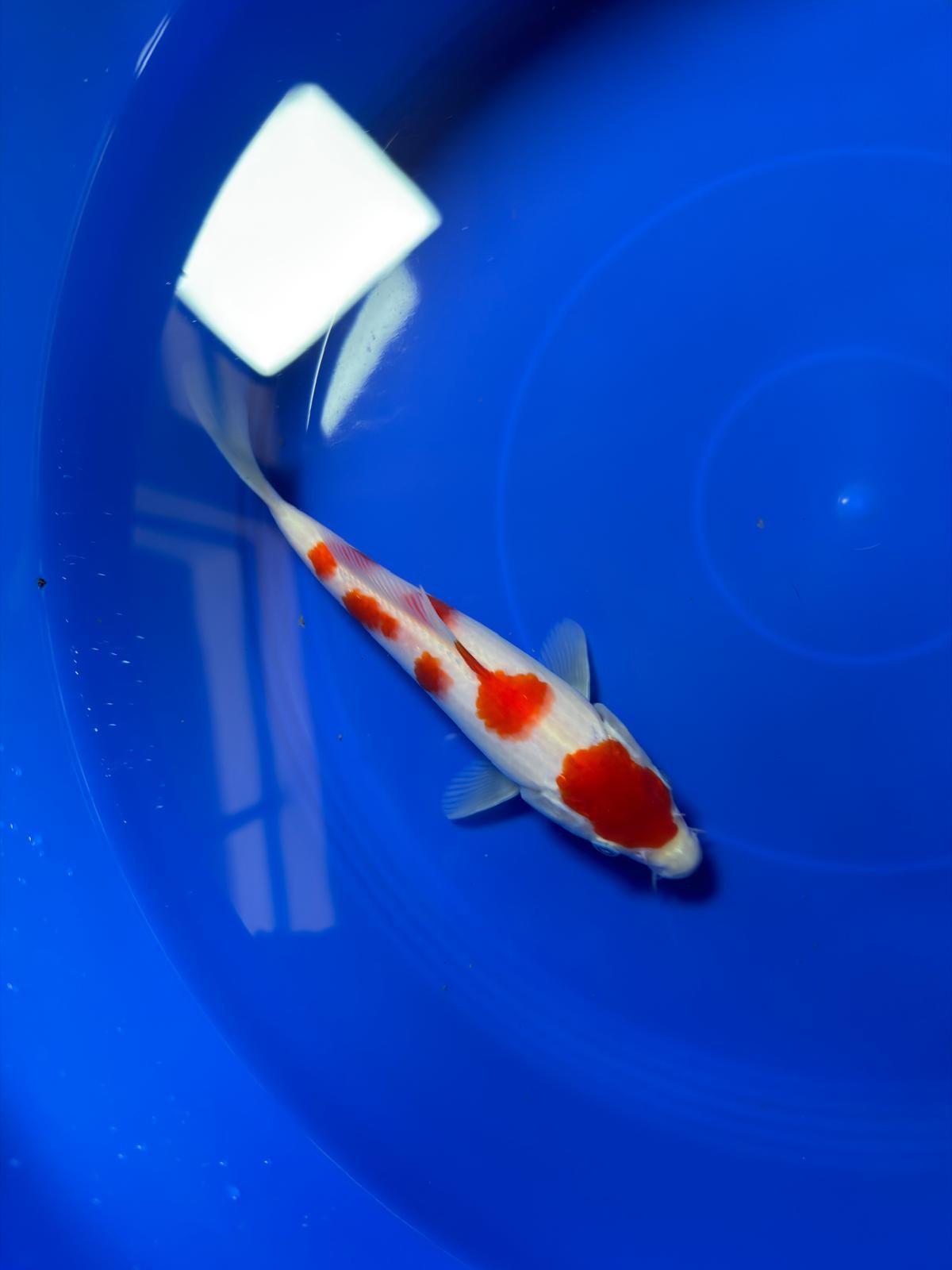 8"  (Tancho) Maruten Kohaku Japanese Imported HQ(High Quality)