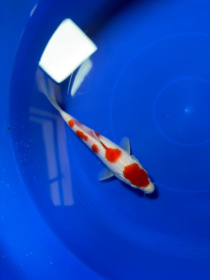 8"  (Tancho) Maruten Kohaku Japanese Imported HQ(High Quality)