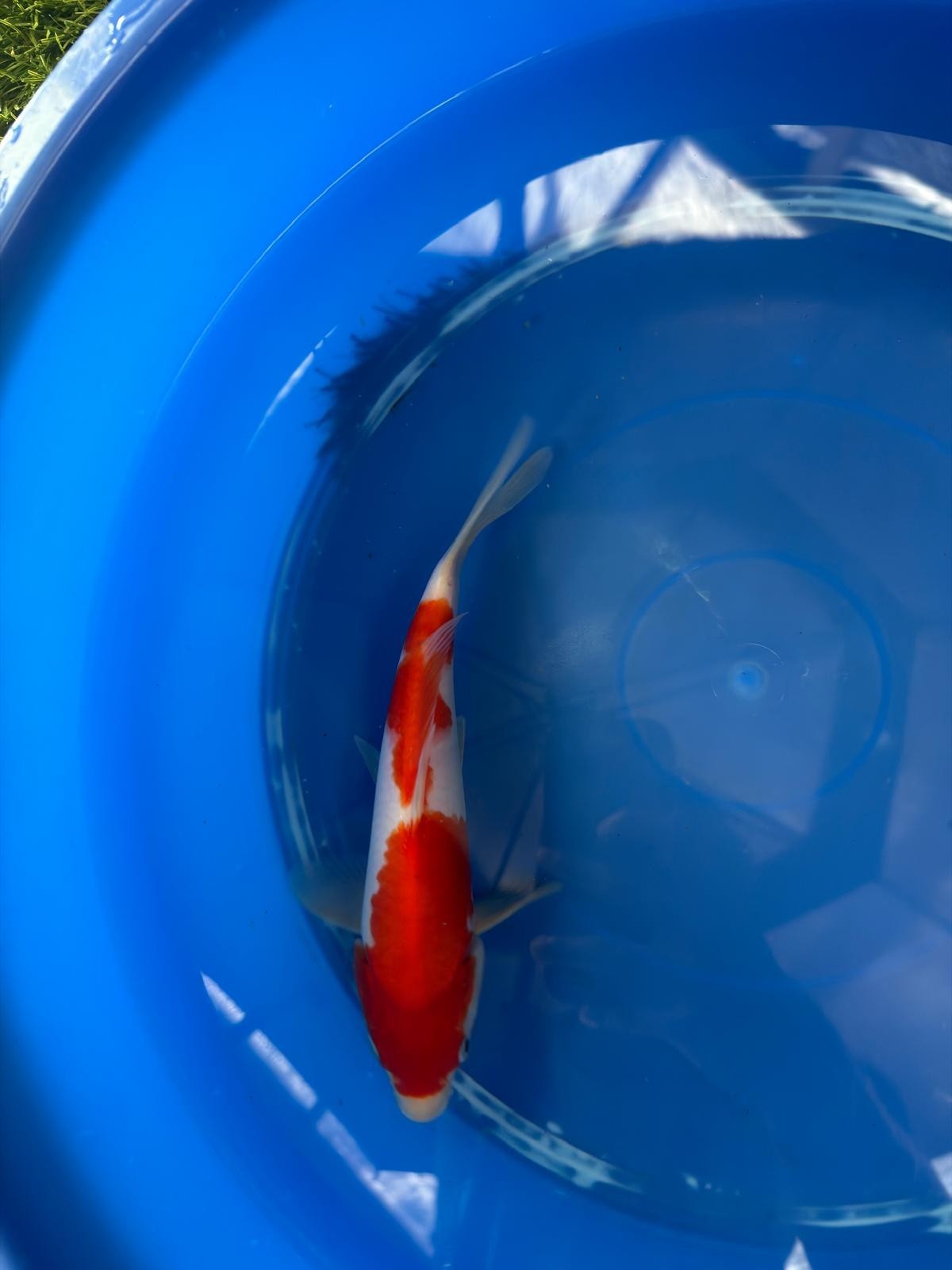 9" Kohaku Japanese Imported (Hand Picked) T2