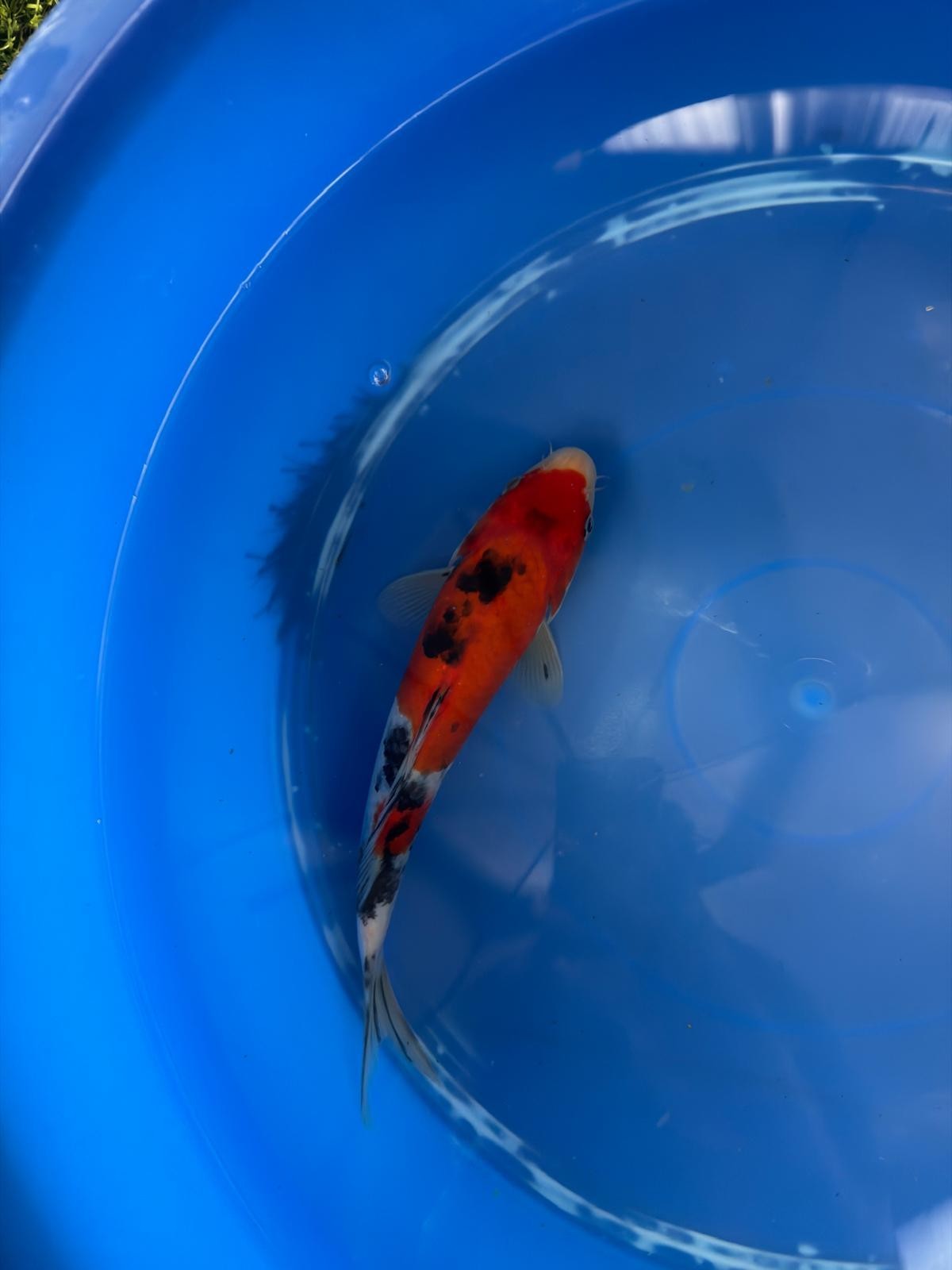 9" Sanke Japanese Imported (Hand Picked) T2