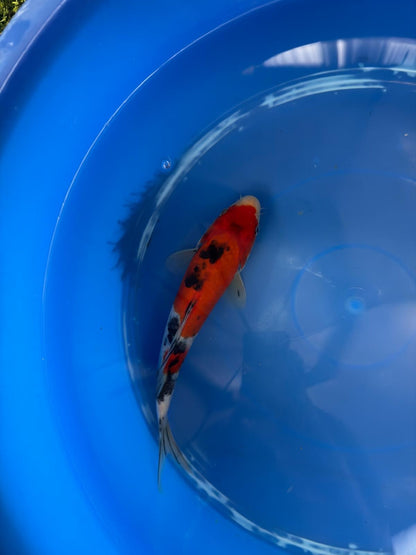 9" Sanke Japanese Imported (Hand Picked) T2