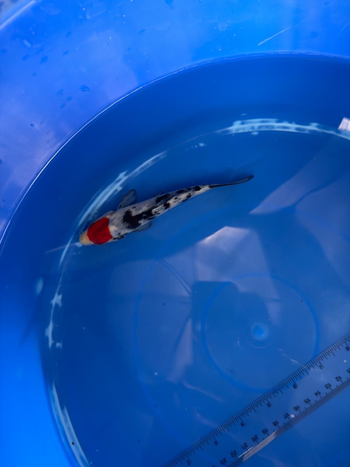 6"  Tancho Showa Japanese Import Koi (Hand Picked) T2