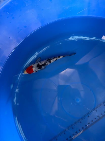 6"  Tancho Showa Japanese Import Koi (Hand Picked) T2