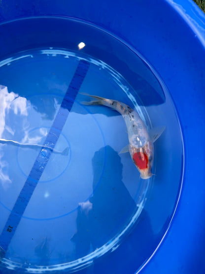 6"  Tancho Sanke Japanese Import Koi
