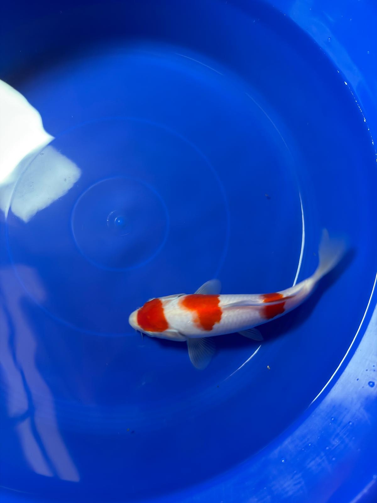 8" Kohaku Japanese Imported (Hand Picked)