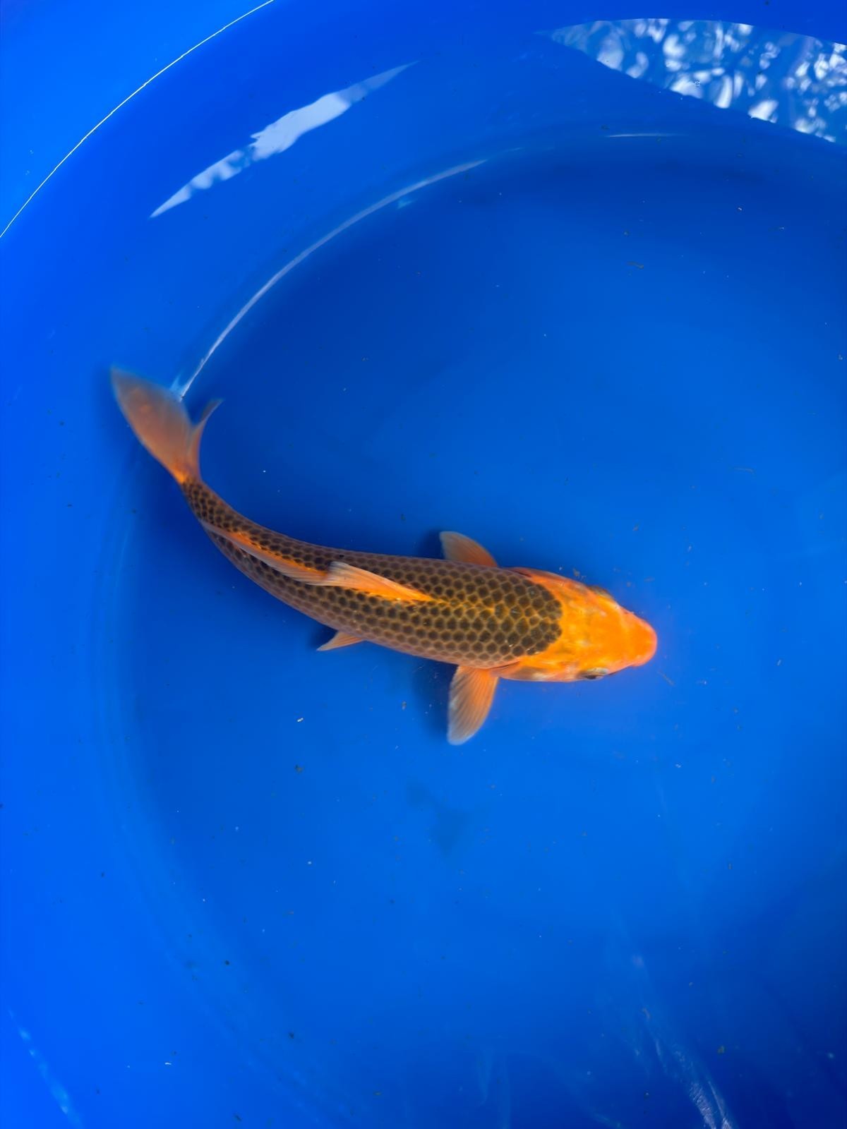 10" Aka Matsuba Japanese Imported