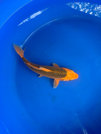 10" Aka Matsuba Japanese Imported