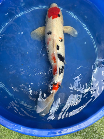 Japanese Koi Taisho Sanke 19 inch