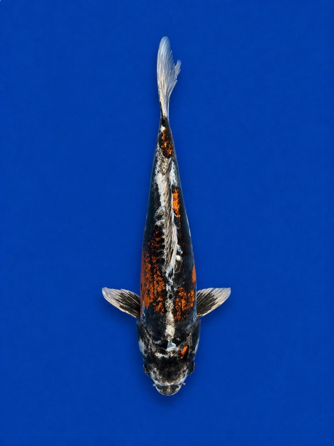 15"  Beni Kikokuryu Japanese Import Koi