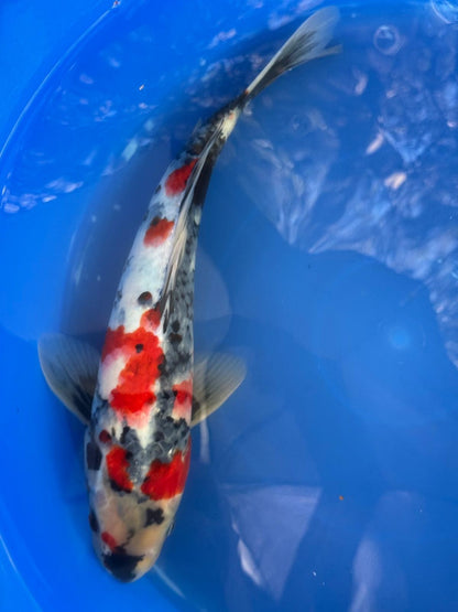 Japanese Dainichi Showa 13"